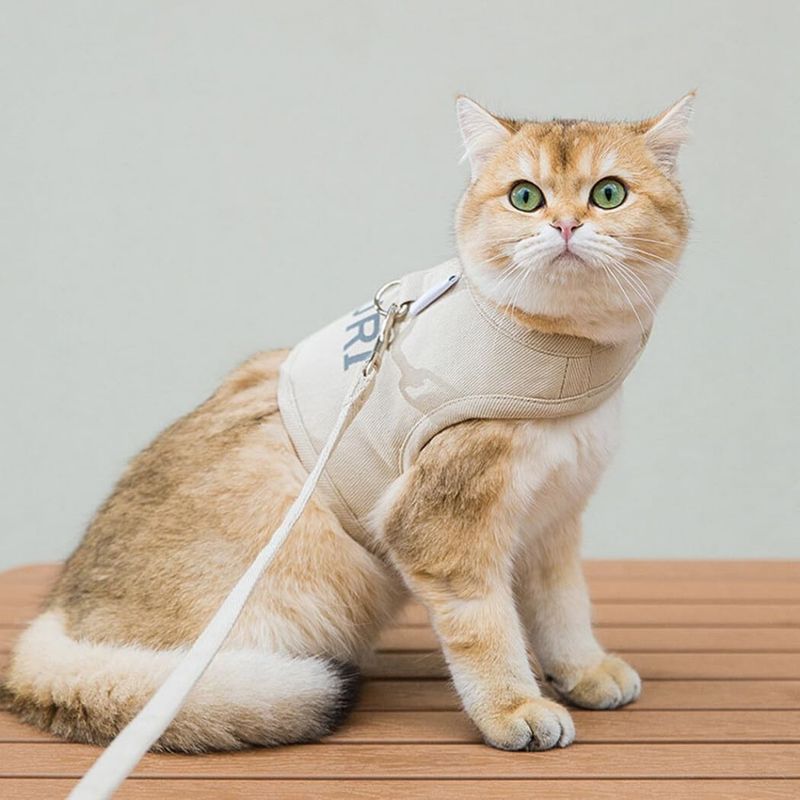 Pawzy Laisse et harnais pour chat