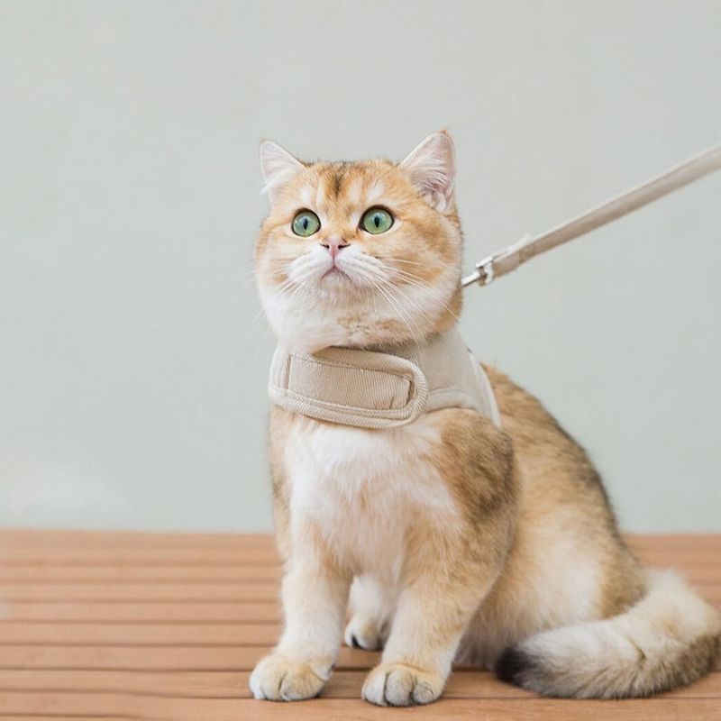 Pawzy Laisse et harnais pour chat