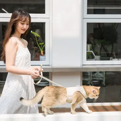 Pawzy Laisse et harnais pour chat