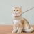 Pawzy Laisse et harnais pour chat