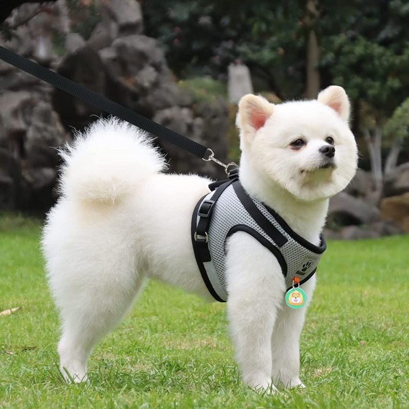 Pawzy Harnais universel pour chat et chien