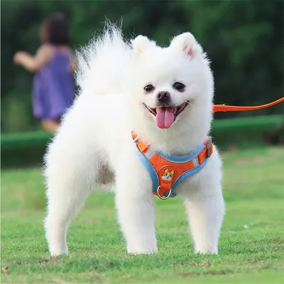Pawzy Arnés reflectante para perros