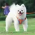 Pawzy Harnachement réfléchissant pour chien