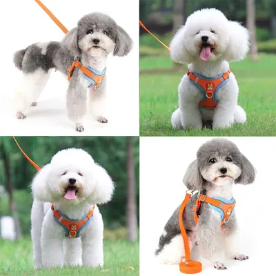 Pawzy Harnachement réfléchissant pour chien