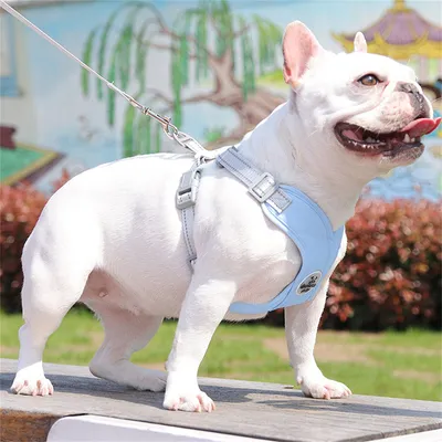 Pawzy Harnais de traction pour chien anti - évasion