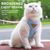Pawzy Harnais Sécuritaire pour Chat
