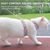 Pawzy Harnais Sécuritaire pour Chat