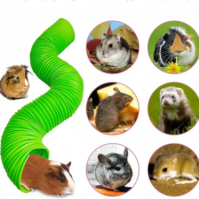 Pawzy Tunnel pliable pour Petits animaux de compagnie