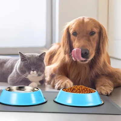 Pawzy Bol en acier inoxydable bleu pour chien