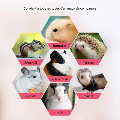 Pawzy Hamac pour Petits animaux de compagnie