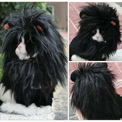 Pawzy Chapeaux et costumes d'Halloween pour les chats