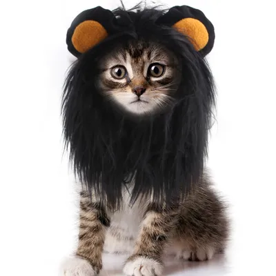 Pawzy Chapeaux et costumes d'Halloween pour les chats