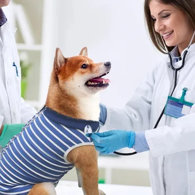 Pawzy Combinaison de récupération pour chien