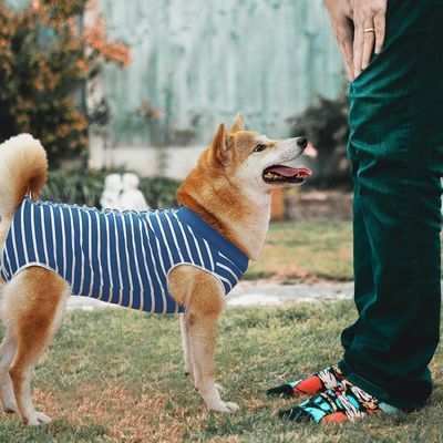Pawzy Combinaison de récupération pour chien
