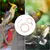 Pawzy Laisse de vol pour oiseau avec anneau de pied Pawzy Laisse de vol pour oiseau avec anneau de pied