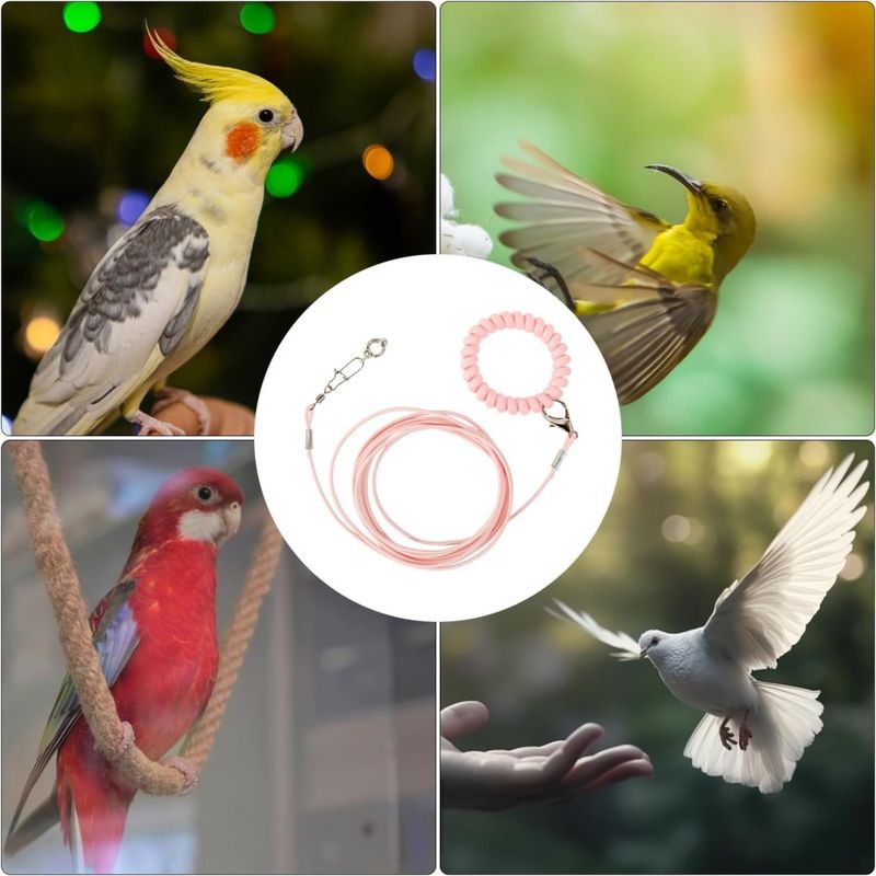 Pawzy Laisse de vol pour oiseau avec anneau de pied