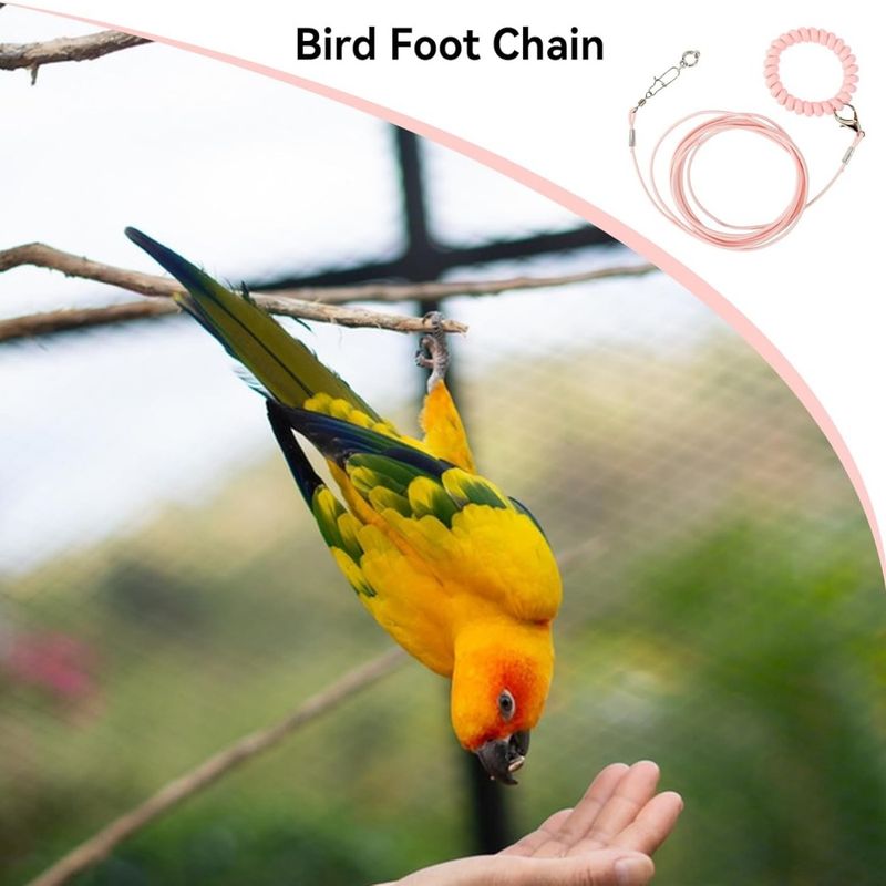 Pawzy Laisse de vol pour oiseau avec anneau de pied