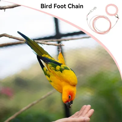 Pawzy Laisse de vol pour oiseau avec anneau de pied Pawzy Laisse de vol pour oiseau avec anneau de pied