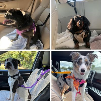 Pawzy Ceinture de sécurité pour animaux de compagnie