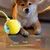Pawzy Jouet interactif à ballon pour promener le chien automatiquement