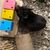 Pawzy Jouet cochon d'Inde en bois