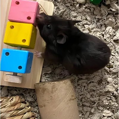 Pawzy Jouet cochon d'Inde en bois