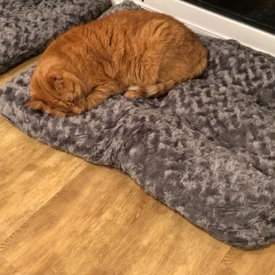 Pawzy Matelas pour chien gris foncé