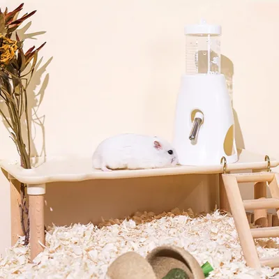 Pawzy Bouteille d'eau pour petits animaux