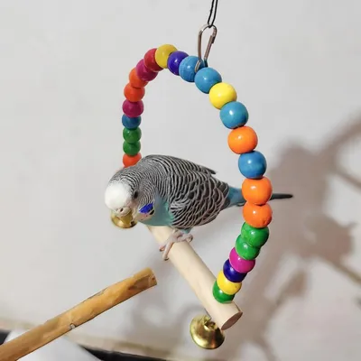 Pawzy Balançoire pour oiseaux
