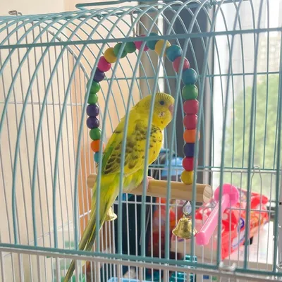 Pawzy Balançoire pour oiseaux