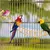Pawzy Échelle pour oiseaux et petits animaux Pawzy Échelle pour oiseaux et petits animaux