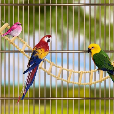Pawzy Échelle pour oiseaux et petits animaux Pawzy Échelle pour oiseaux et petits animaux