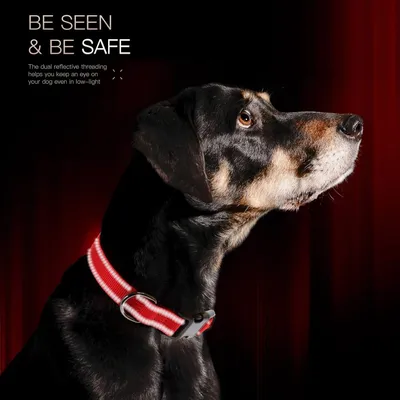 Coco Pup Réfléchissant Collier pour Chien