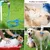 Coco Pup 3 en 1 Pomme de Douche Coco Pup 3 en 1 Pomme de Douche