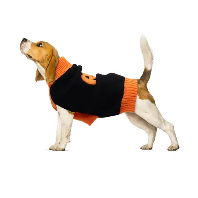 Coco Pup Pull-over pour chien Citrouille M