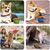 Coco Pup Gamelle pliable pour chien 2 pièces