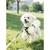 Coco Pup Gamelle pliable pour chien 2 pièces Coco Pup Gamelle pliable pour chien 2 pièces