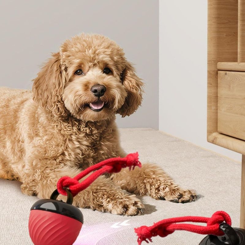 Coco Pup Balle interactive pour chien