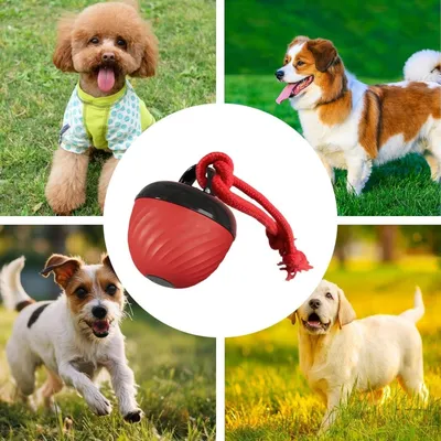 Coco Pup Balle interactive pour chien