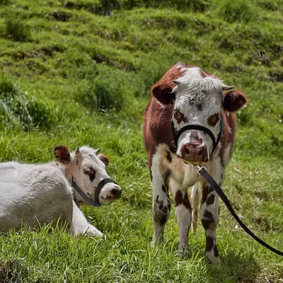 Coco Pup Muselière de cheval bœuf