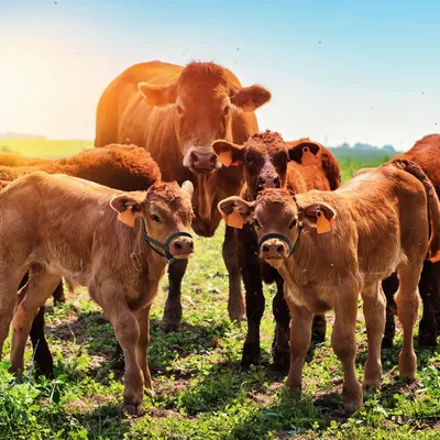 Coco Pup Muselière de cheval bœuf