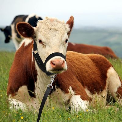 Coco Pup Muselière de cheval bœuf