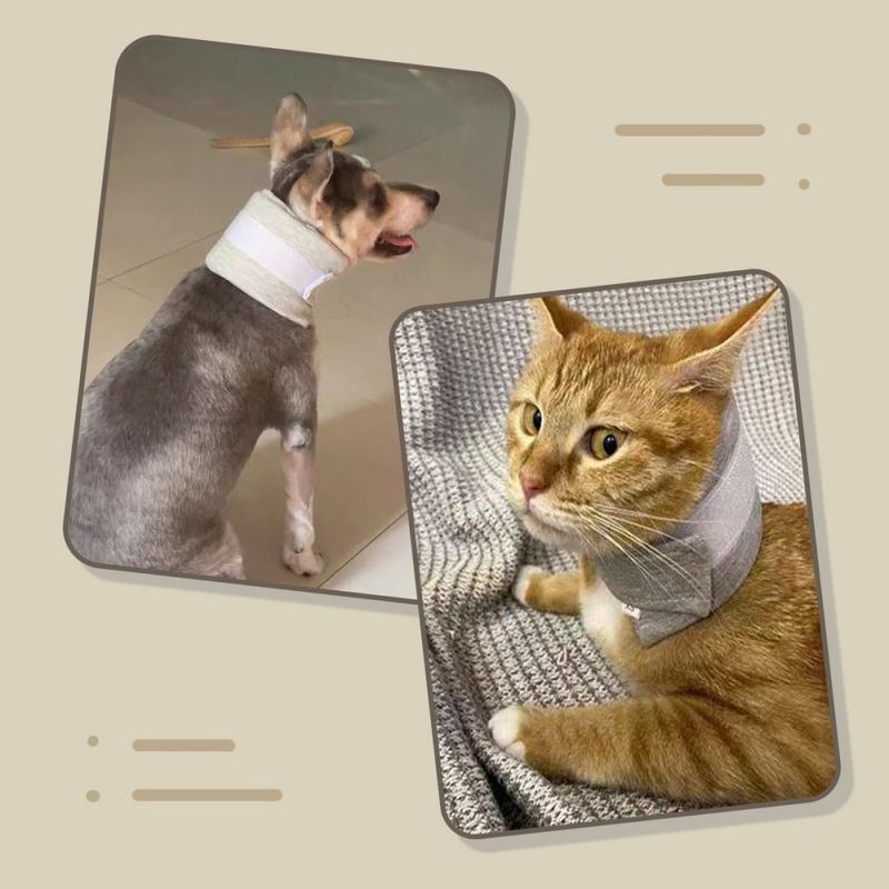 Coco Pup Collerette  pour chat et chien