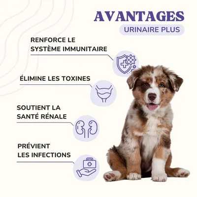 Lamina Care - Supplément contre l'infection urinaire