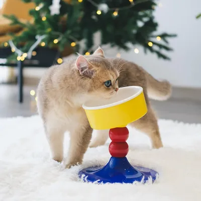 PetTribes Gamelle Surélevée Réglable Chat/Chien - Céramique