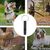 PetTribes  chien réglable - 2 pièces, rappel efficace