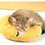 PetTribes Oreiller doux en U - Soulage les articulations de votre animal