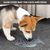 PetTribes Gamelle Ralentisseur de Nourriture pour Chien et Chat