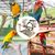 PetTribes Aire de Jeu Portable pour Perroquet et Perruche avec Jouets