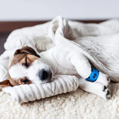 PetTribes Chaussure de protection bandage pour animal blessé